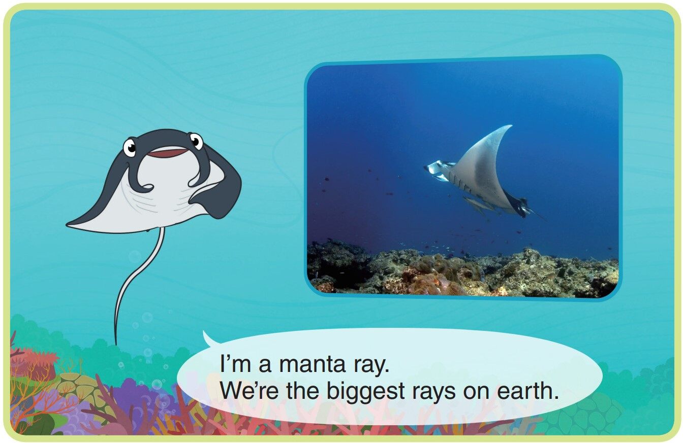 Manta Ray绘本故事第3页