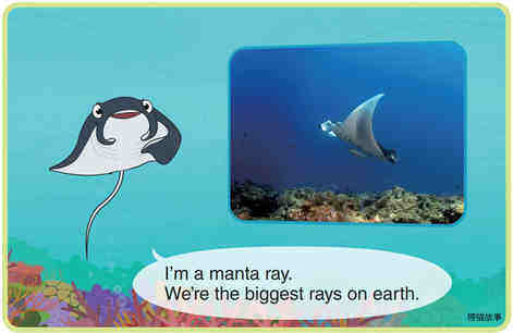Manta Ray绘本故事第3页