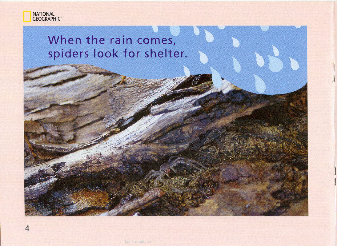 When the Rain Comes绘本故事第5页