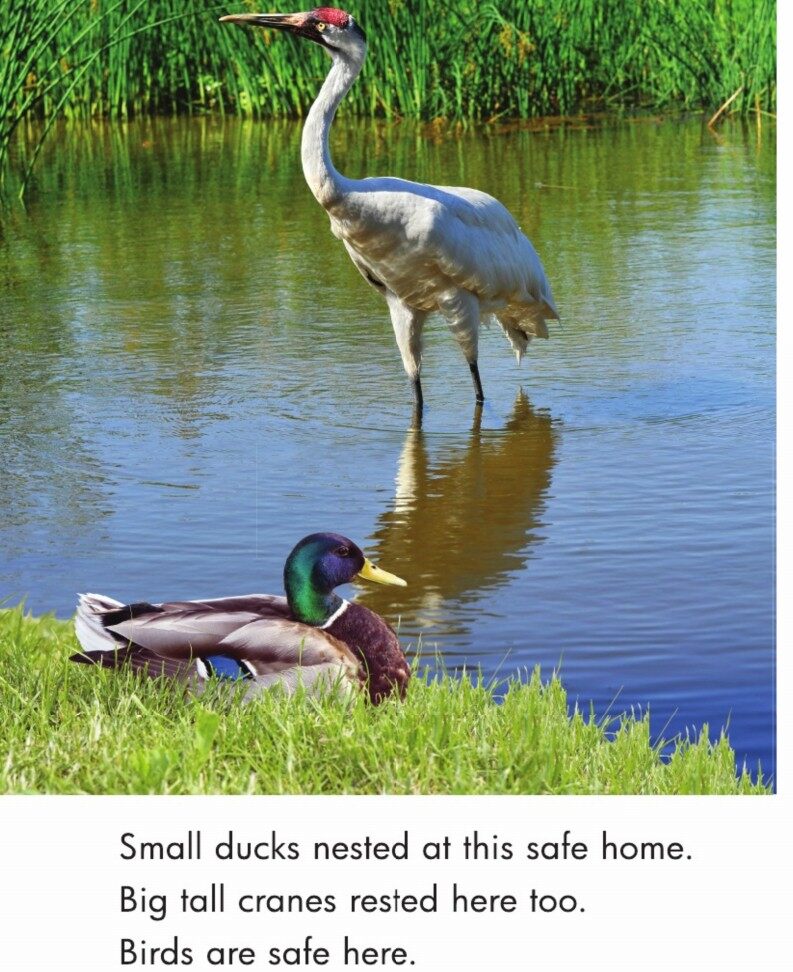 Safe Places for Animals绘本故事第5页