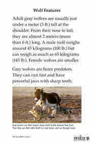 The Gray Wolf绘本故事第4页