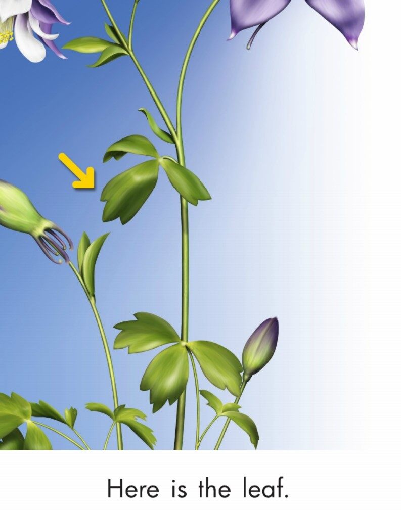 Parts of a Flower绘本故事第5页