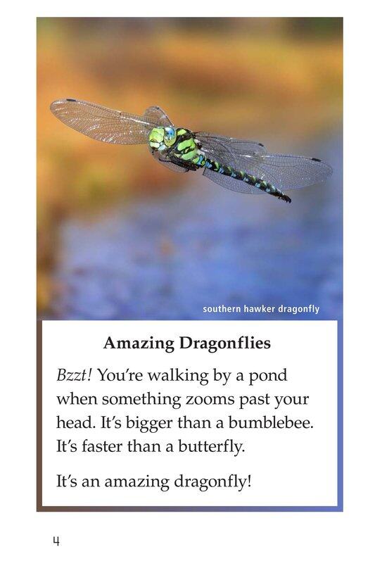 Dragonflies!绘本故事第3页