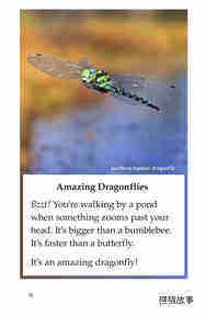 Dragonflies!绘本故事第3页