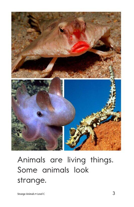 Strange Animals绘本故事第3页