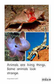 Strange Animals绘本故事第3页