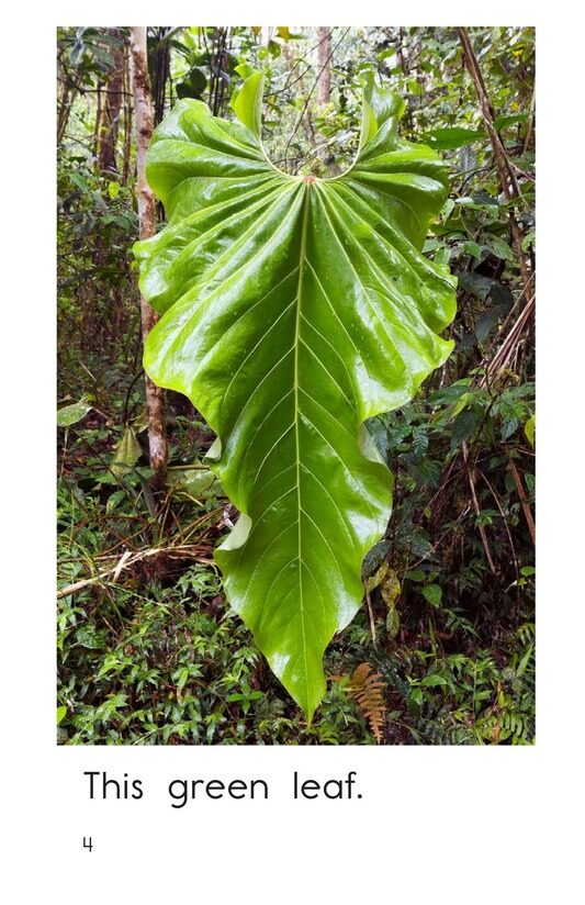 Green绘本故事第4页