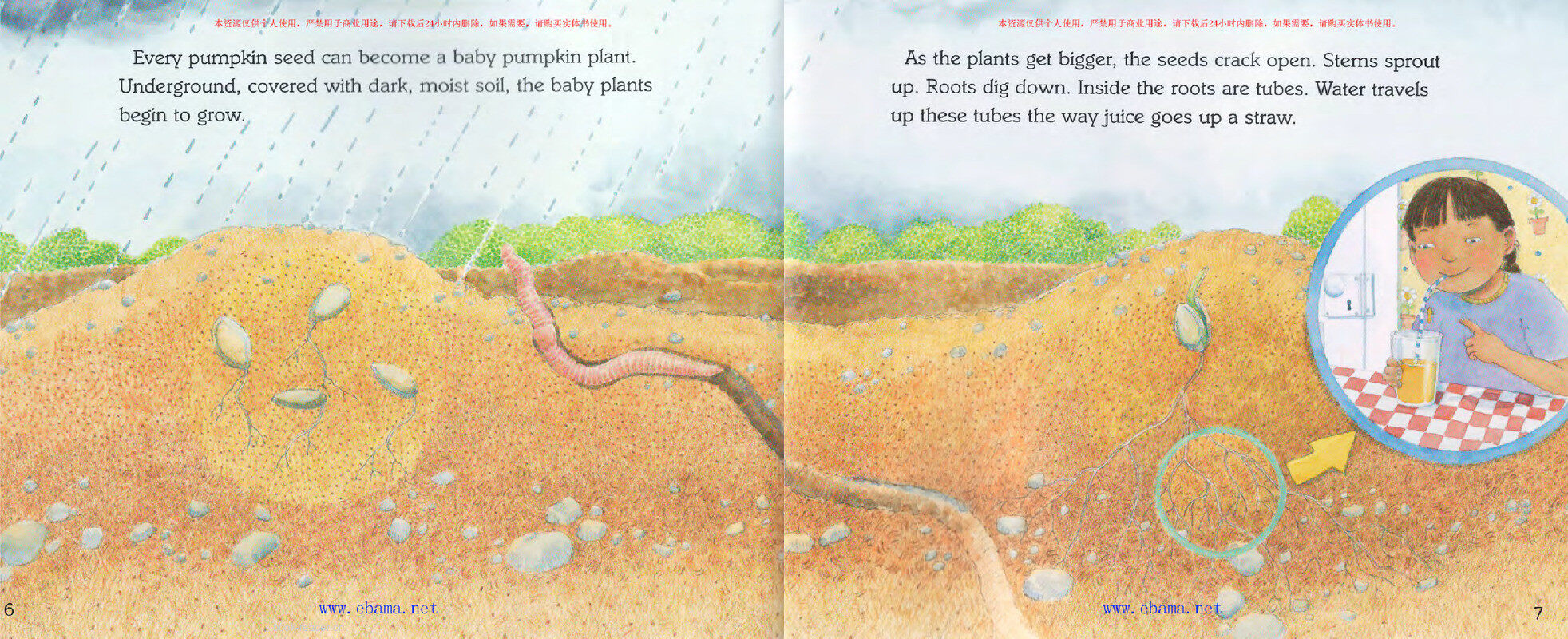 Seed to Pumpkin绘本故事第4页