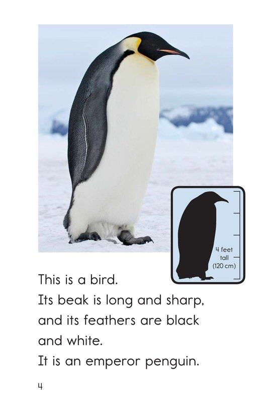 This Is a Bird绘本故事第4页