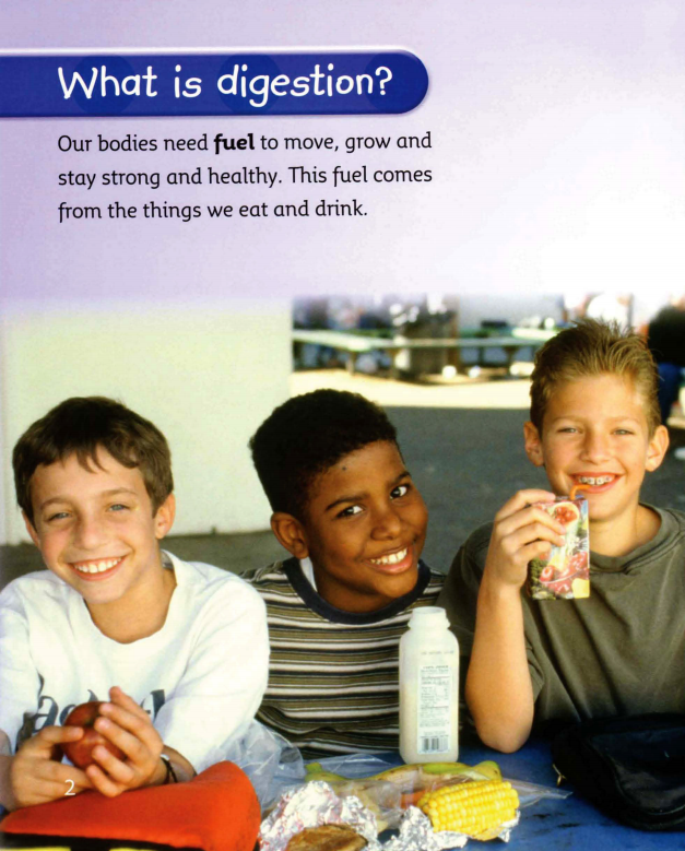 The Digestive System绘本故事第3页