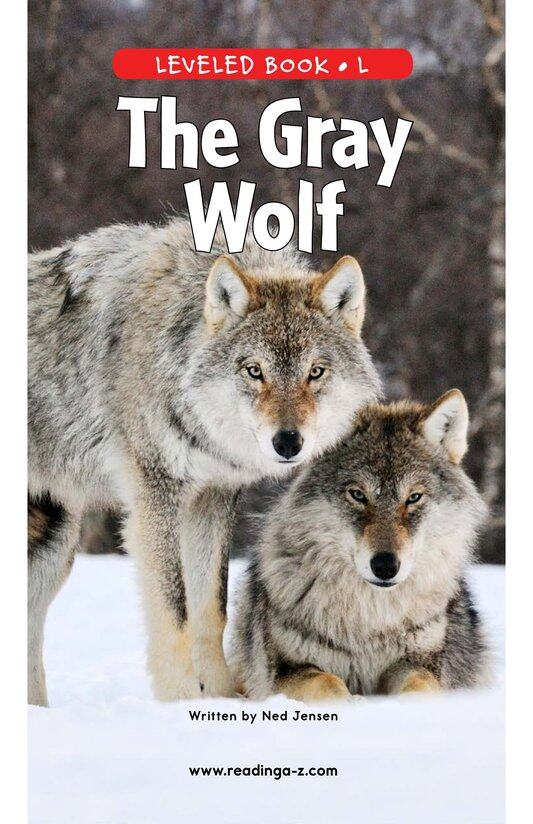 The Gray Wolf绘本故事第2页