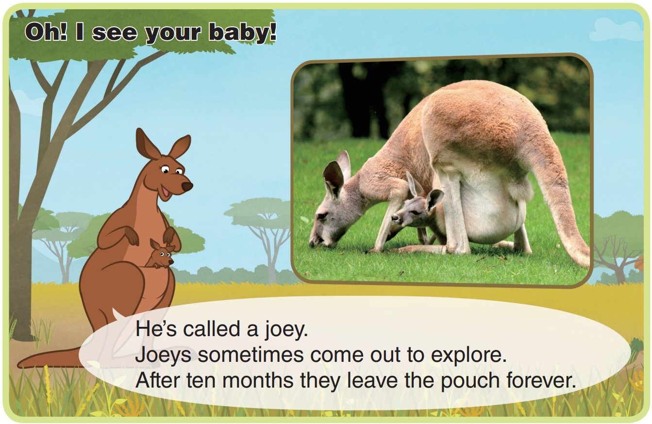 Red Kangaroo绘本故事第5页