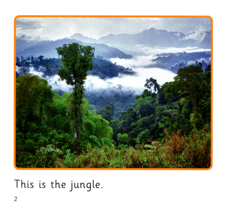 In the Jungle绘本故事第3页