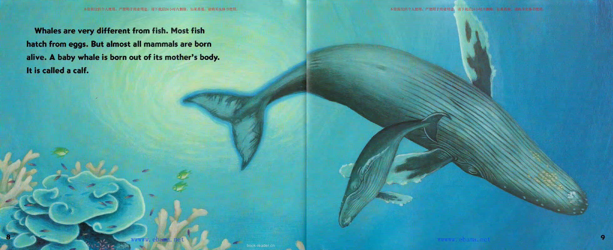 Baby Whales Drink Milk绘本故事第5页