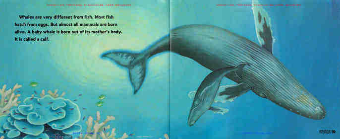 Baby Whales Drink Milk绘本故事第5页