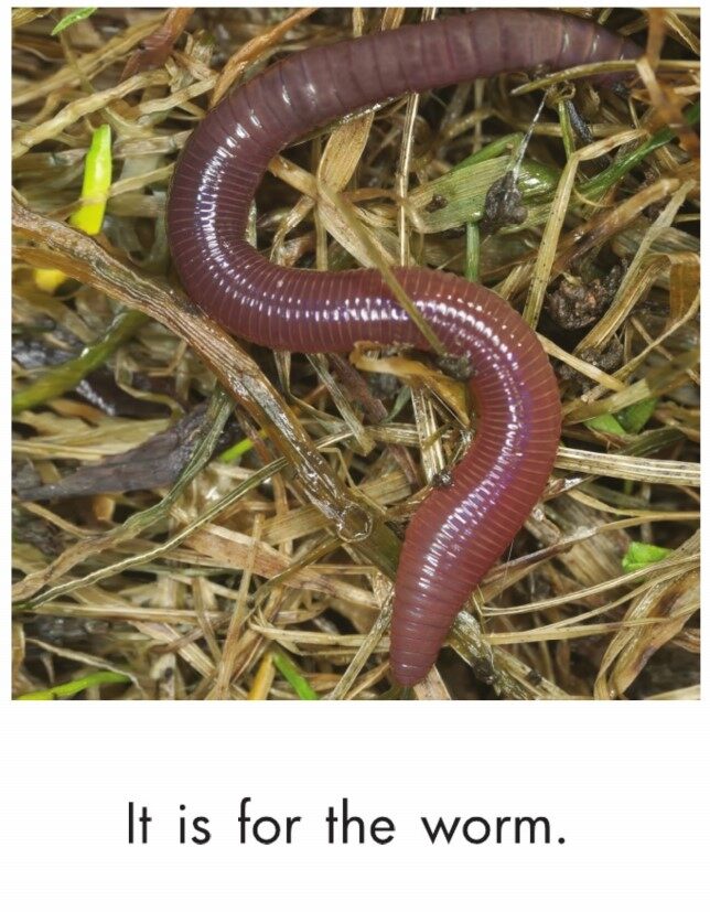 In the Garden绘本故事第4页