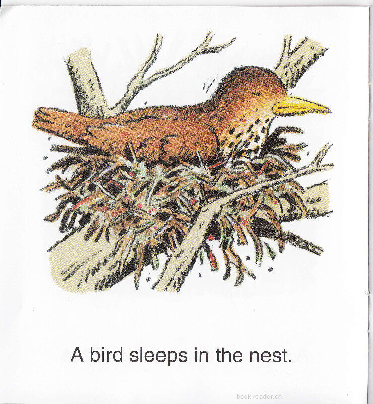 Sleeping Animals绘本故事第5页