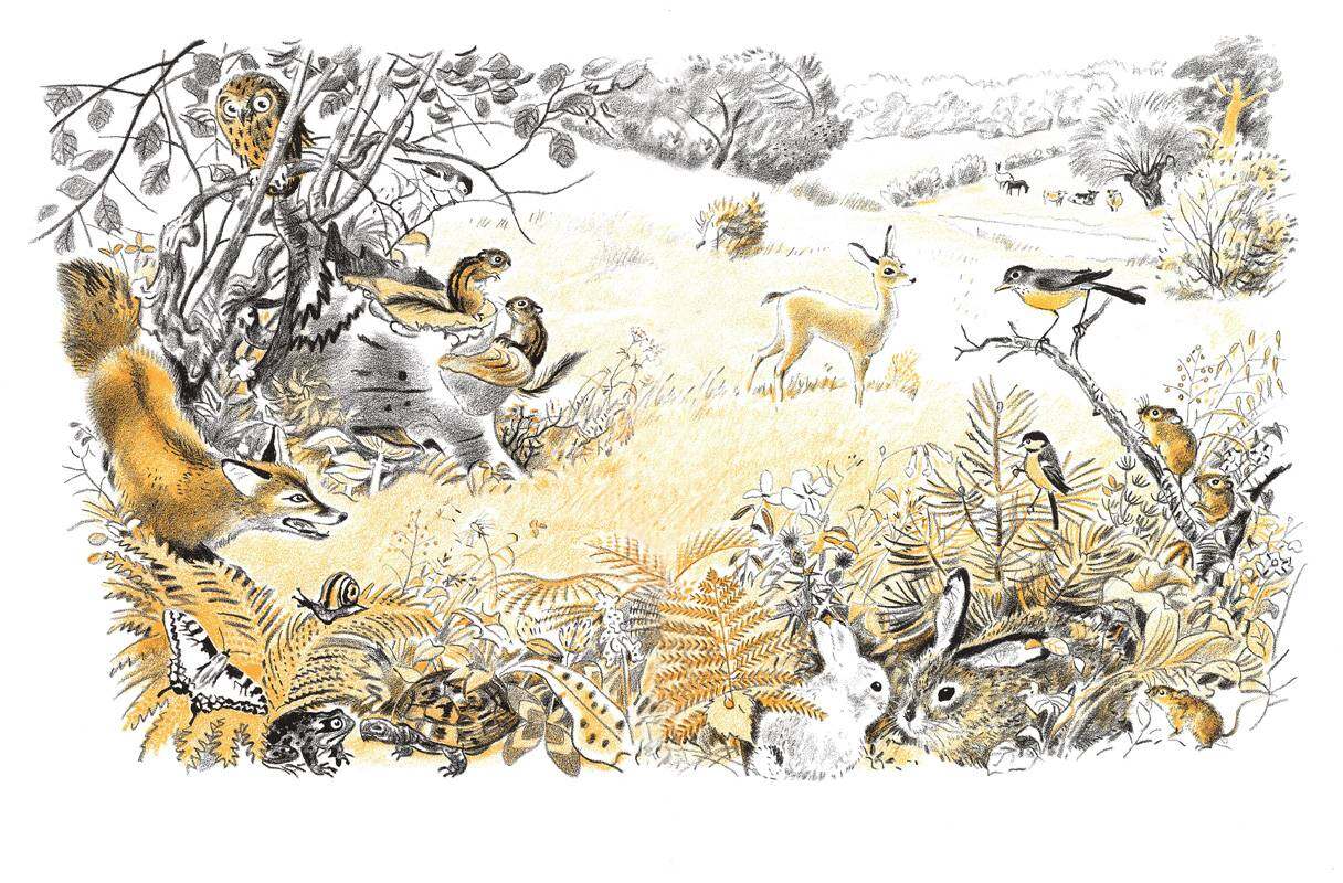 在草原上绘本故事第2页