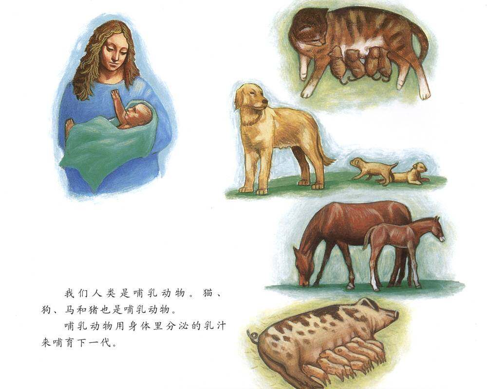 自然科学启蒙（第三辑）——喝乳汁的幼鲸绘本故事第3页
