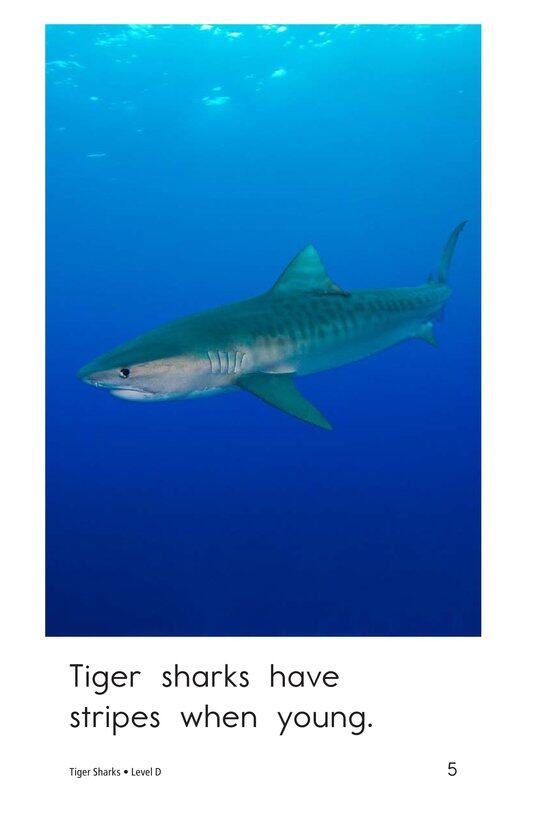 Tiger Sharks绘本故事第5页