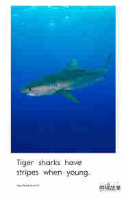 Tiger Sharks绘本故事第5页