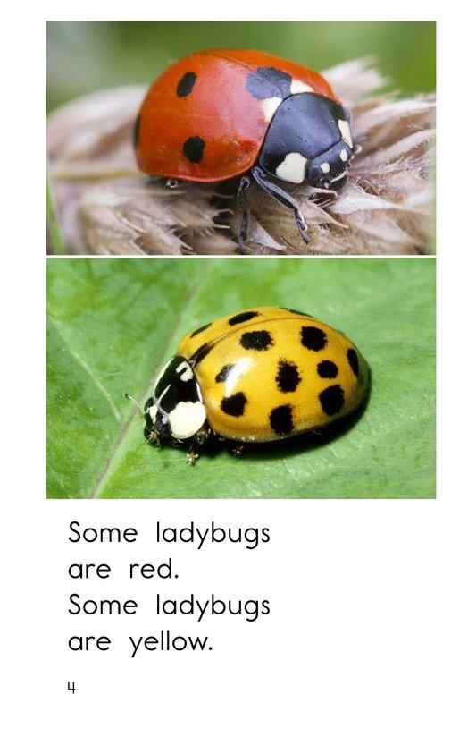 Ladybugs绘本故事第4页