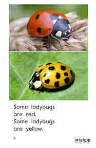 Ladybugs绘本故事第4页