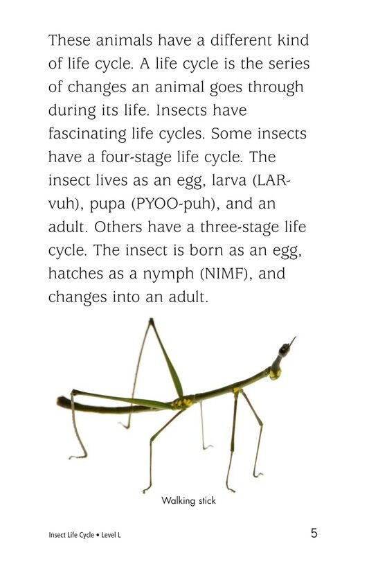 Insect Life Cycle绘本故事第4页