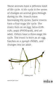 Insect Life Cycle绘本故事第4页