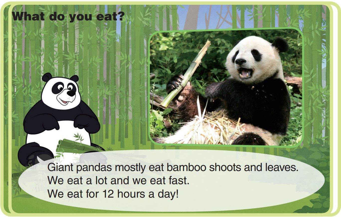 Giant Panda绘本故事第5页
