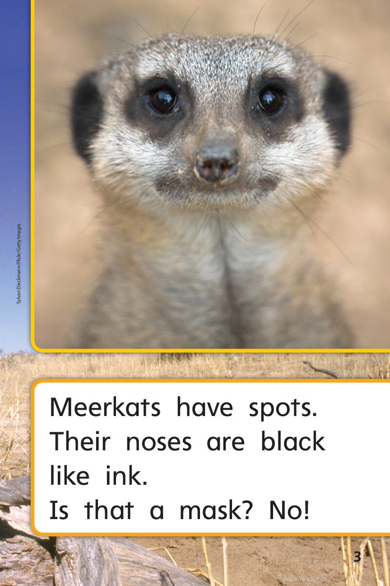 G1 App U2W3 Meerkat Family绘本故事第5页