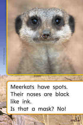 G1 App U2W3 Meerkat Family绘本故事第5页