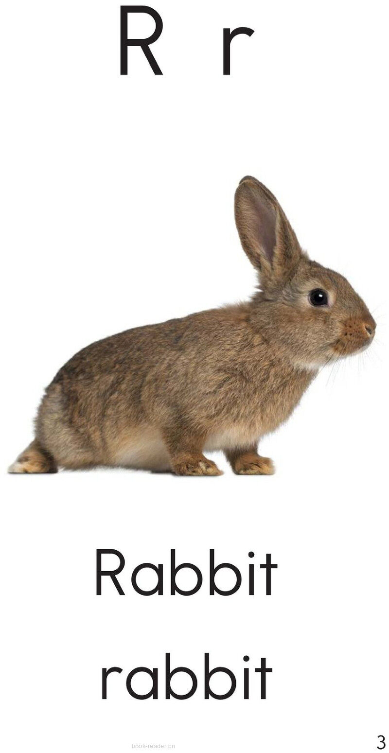 Letter R绘本故事第3页
