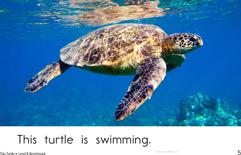 This Turtle	绘本故事第5页