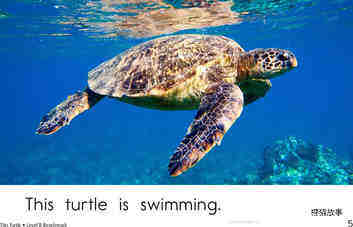 This Turtle	绘本故事第5页