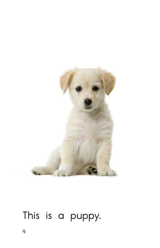 Baby Animals绘本故事第4页