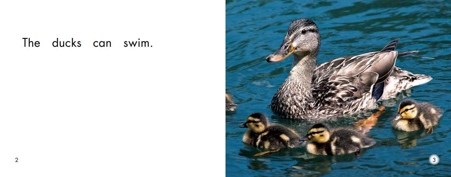 Swim绘本故事第3页