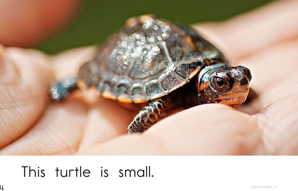 This Turtle	绘本故事第4页
