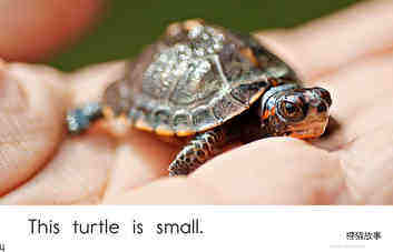 This Turtle	绘本故事第4页