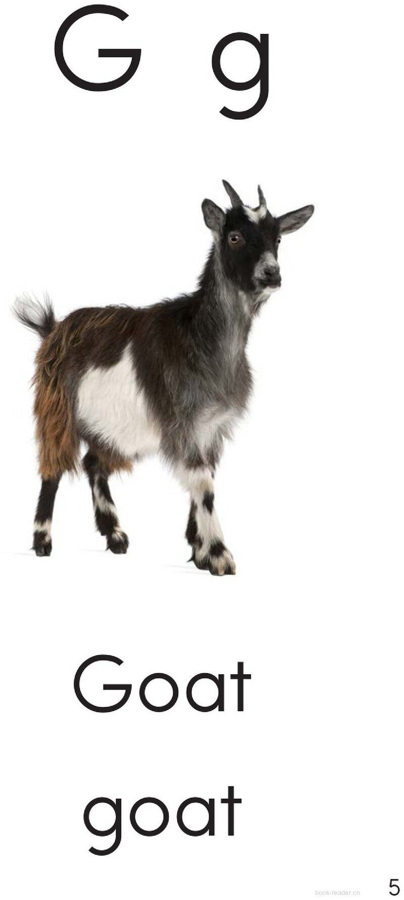 Letter G绘本故事第5页