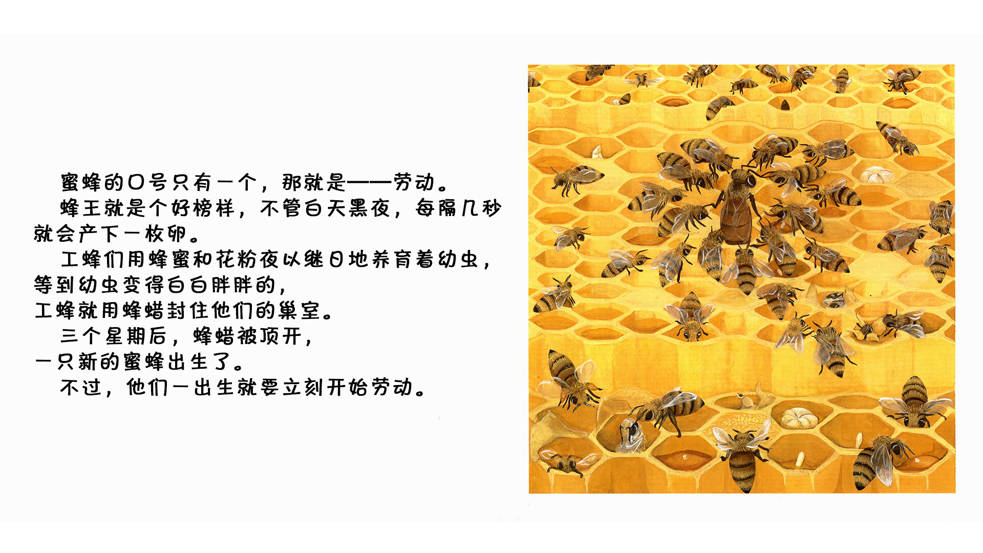 蜜蜂绘本故事第3页