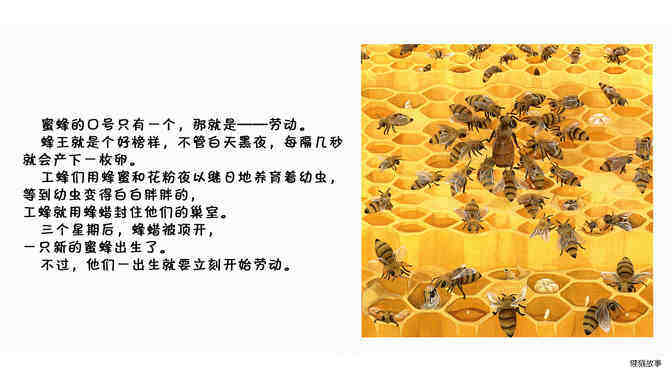 蜜蜂绘本故事第3页