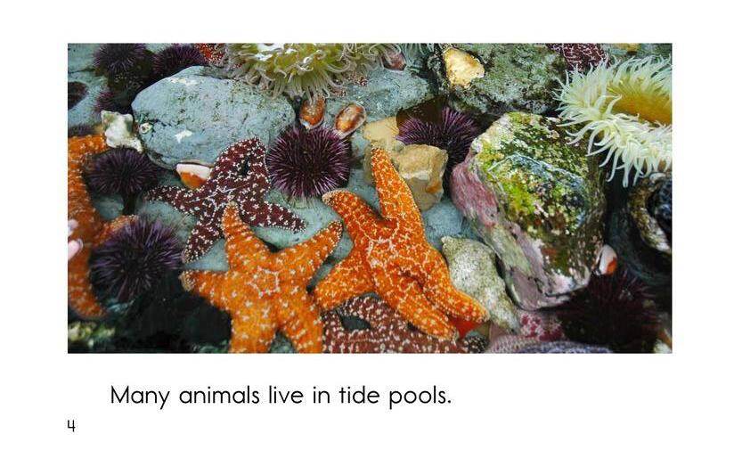 Shapes in Tide Pools绘本故事第4页