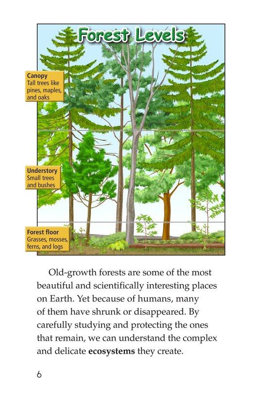 Woods of Wonder绘本故事第5页