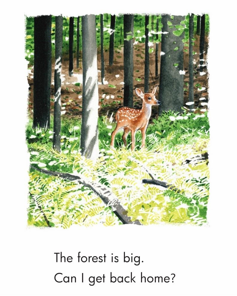 The Fawn绘本故事第5页