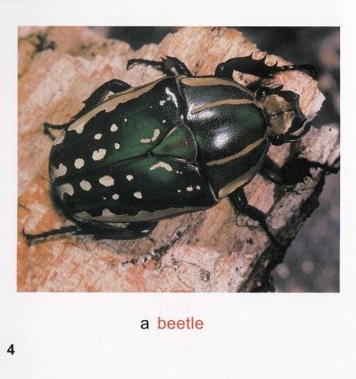 Minibeasts绘本故事第5页