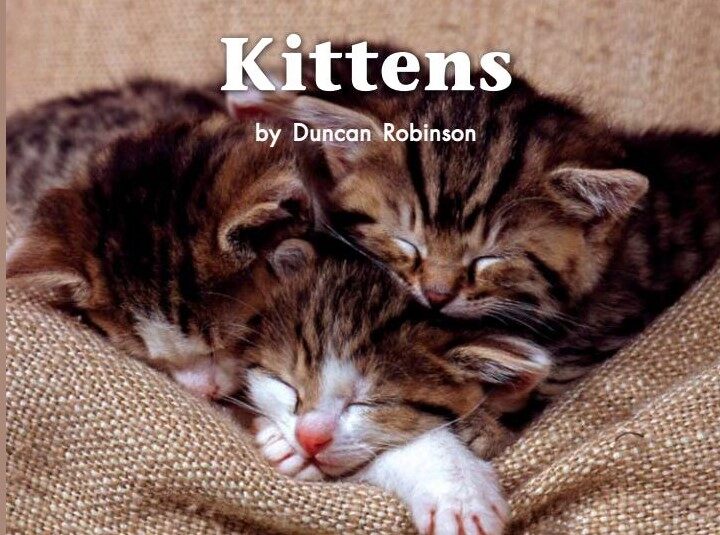 Kittens绘本故事第2页