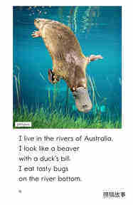 Are You From Australia绘本故事第4页