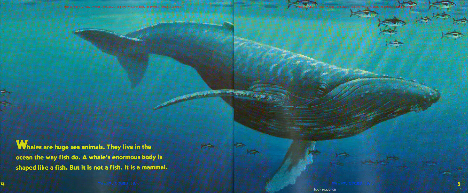 Baby Whales Drink Milk绘本故事第3页