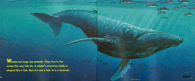 Baby Whales Drink Milk绘本故事第3页